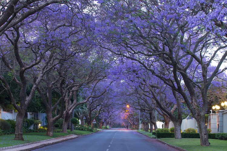 Jacaranda bomen, Johannesburg - Zuid-Afrika
